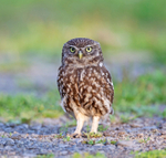 Little Owl - Athene noctua