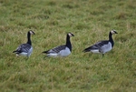 Barnacle Geese