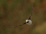 Horned Puffin front view flying, Duck Island, Alaska