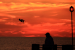 Silhouette of Brown Pelican diving near pier, Fort De Soto, Florida