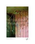 Pink Door