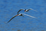 Common Tern portfolio