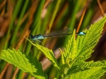 Blue-tailed Damselfly