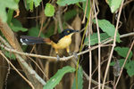 Black-capped Donacobius portfolio