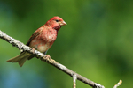 Purple Finch (male) front, Minnesota, USA