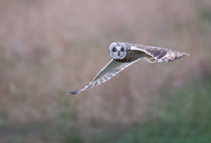 Short Eared Owl