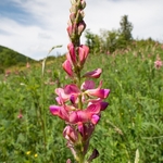 Sainfoin (Onobrychis viciifolia) 