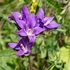 Clustered bellflower (Campanula glomerata)