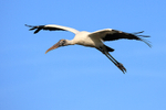 Flying Wood Stork, Wakodahatchee Wetlands, Florida