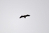 White-tailed Eagle