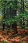 Yorkley Woodland 1