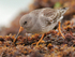 Purple Sandpiper looking for food amongst the seaweed at Sandbanks