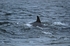 Bottlenose Dolphin