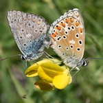 Common blue butterflies (Polyomatus icarus)  mating