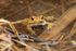 Common Toad in a water-filled ditch at Otmoor