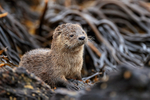 Marine Otter portrait, Chanaral Island, Chile