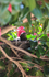 Young Blackbird