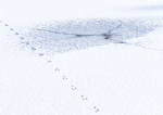 WINTER GLYPHS - PORT ROWAN