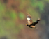 Common Myna in flight, Kilauea Point, Kauai