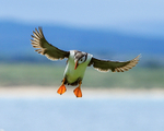 Puffin with wings spread, backlit, Farne Islands