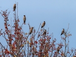 Waxwings