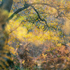 Shotover Woods - Oxford