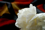 Flowers Set 2 - 11
