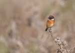Stonechat - Saxicola rubicola