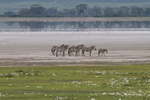 Zebra with Lesser Flamingoes