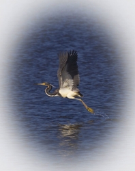 Tricolored Heron _0009
