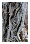 Weathered Wood