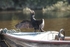 Cormorant 3