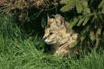 Malawi - Sevral Cat