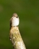 20110615-IMG_5914
