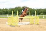 Class 12 - Senior Newcomers-1.10m Open portfolio