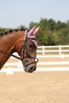SBM_005091