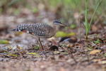 Sunbittern with food, ...