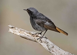 Black Redstart