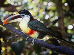 Landscapes, Places, and Things in Nature portfolio