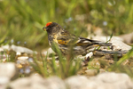 Red-fronted Serin