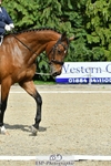 British Dressage Friday 23rd June = Click to View Photos portfolio