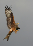 Red Kite
