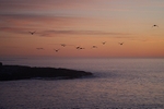 Into the sunrise - Imperial Shag