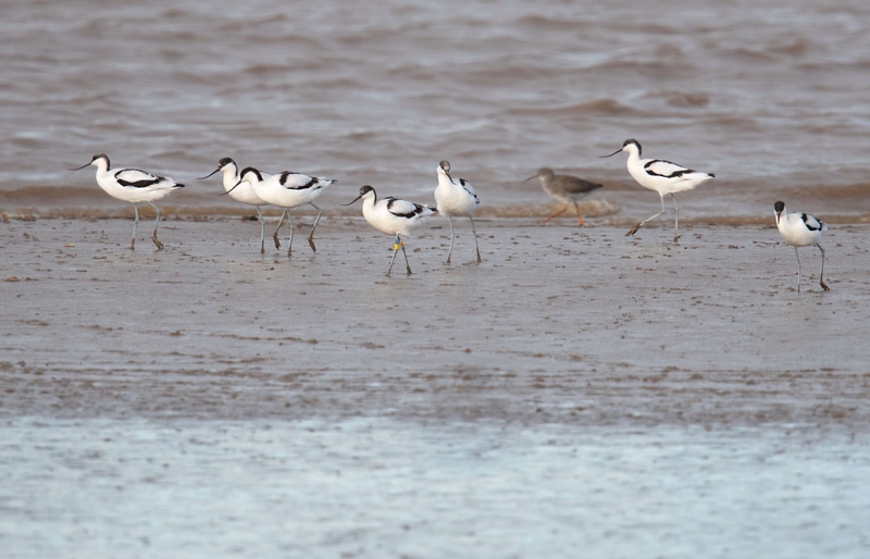 Pied Avocet - Dee Estuary - North Wales