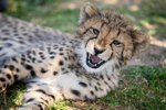 roar