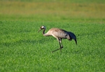 Common Crane