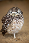 The Burrowing Owl _AGT056