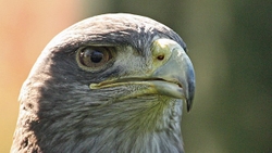Chilean Blue Eagle