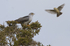 Male Cuckoo