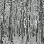 Forest in Winter b&w